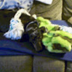 Meet your Posher, Sam